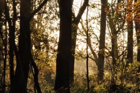 Sun amongst the trees at Harcourt Arboretum