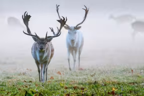 Deer in Magdalen College grounds