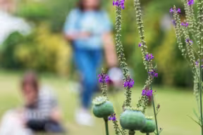 A close up of flowers, with students sitting on a lawn in the background