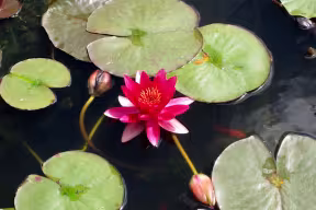 Plant in the University's Botanic Garden