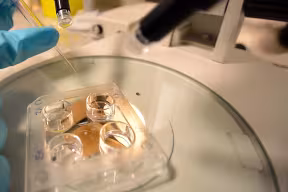 Egg vitrification in the laboratory