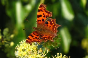 The comma butterfly feeding on common ivy flowers in Oxford in Autumn.
