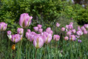 Tulips in New College gardens