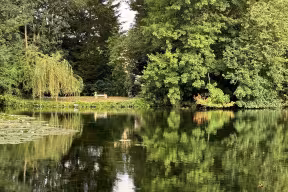 Reflections on Worcester College lake
