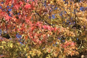 Autumn foliage in Oxford.