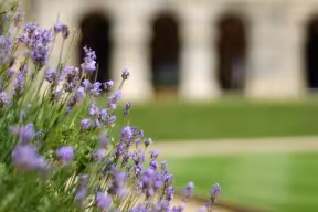 Lavender in the Worcester College quad