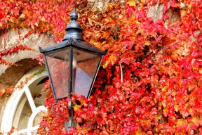 Autumn foliage at Worcester College