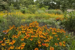 Sneezeweed (Helenium 'Sahin's early flowerer') in the Botanic Garden.