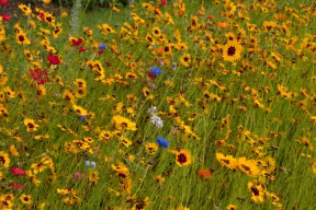 SUMMER FLOWER BEDS IN THE BOTANIC GARDEN