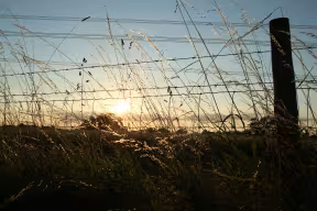 SUNSET AT HARCOURT ARBORETUM