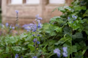 SIMPLE GARDEN OUTSIDE SAVILLE HOUSE, MANSFIELD ROAD, NEW COLLEGE