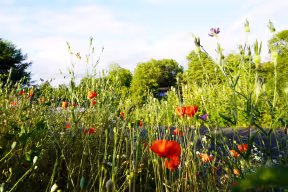 WILD FLOWERS ON THE SIDE OF THE RIVER THAMES PATH