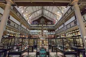 The Pitt Rivers Museum.