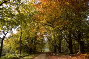 AUTUMN IN WYTHAM WOODS