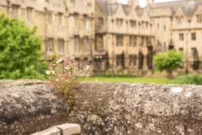 Flowers at MERTON COLLEGE