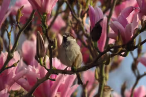 BIRD SINGING AMONG A SPRING BLOSSOM