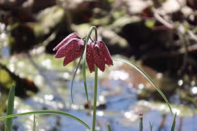  SNAKE’S HEAD FRITILLARY PLANT, MAGDALEN COLLEGE