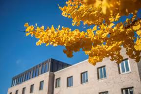 YELLOW LEAVES OUTSIDE ST HILDA'S COLLEGE