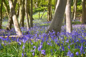 Bluebells at Wytham Woods
