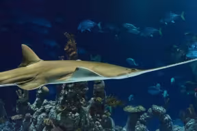 Shark swimming