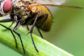 Fruit fly