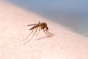 Close-up of a mosquito biting human skin, with the insect’s legs and proboscis visible against a soft, blurred background.
