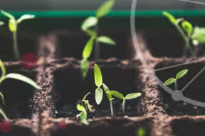 OPEN Seed Fund Image