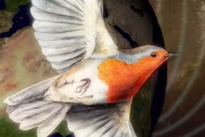 Robin