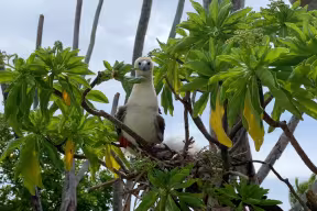 A Red-footed booby (Sula sula) - a white seabird with dark wings and a blue beak- perching in the branches of a Pisonia tree