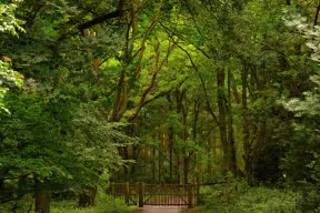A wooden gate marks the entrance to a shaded forest path surrounded by dense green foliage and tall trees.