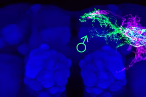 Male and female DNA