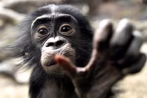 Bonobo Baby 