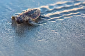 Location tracking devices are an important tool for biologists to study animal behaviour