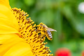 A bee collecting pollen from a yellow flower.