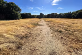 Dry grassland during heatwave - Yellowing grass on a footpath in Epping Forest
