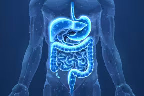 Image of human gastrointestinal tract