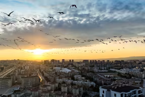 Aerial view of flock of White Pelicans flying over Bursa city against a sunset, 