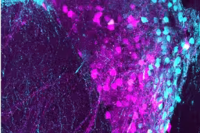 Calretinin-expressing cells in the mouse thalamus