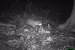 サバ州のフェレットアナグマが固有種であることを解明 (New study reveals that Sabah&rsquo;s ferret badger is found nowhere else on Earth)