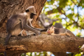 A tufted gray langur (Semnopithecus priam) stroking a grizzled giant squirrel (Ratufa macroura) in Yala National Park, Sri Lanka