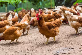 Free range hens