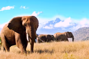 An African elephant on the savannah with Mount Kenya and two other elephants in the background