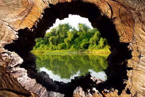 A lake bordered by dense green trees is framed by the rough opening of a hollow tree trunk.