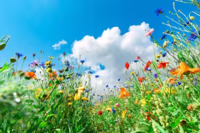 Wild flowers in a meadow, the blue sky above