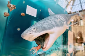Display of a shark in the Museum of Natural History