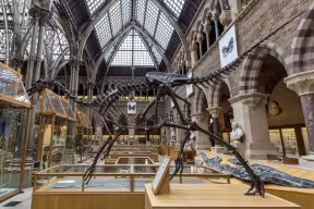 A dinosaur sekelton in the Natural History Museum, Oxford