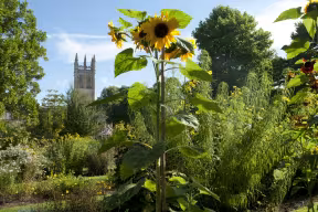 Oxford Botanic Gardens