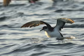 A Manx Shearwater, a seabird with a dark back and white belly, flying over the sea