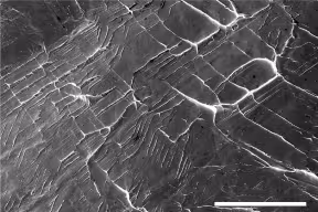 Electron microscopy image showing new defects forming between neighbouring crystals of the niobium-titanium-based alloys, seen as ridges on the material