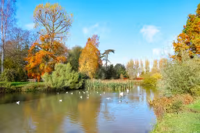 BIRDLIFE IN THE POND AT THE UNIVERSITY PARKS